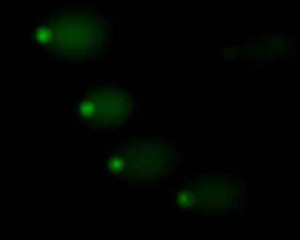 DNA-comet assay. SYBR Green I dye. DNA in cells after processing by 8 mM etilmetansulfonate